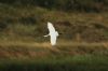 Spoonbill at Vange Marsh (RSPB) (Steve Arlow) (64286 bytes)